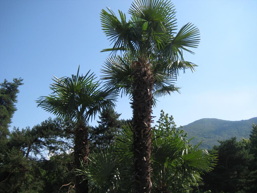 Lake Maggiore Villa Margherita מראה חיצוני תמונה